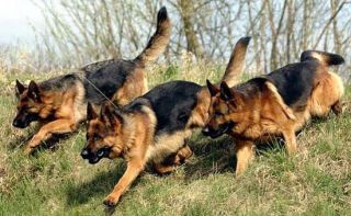 dog training classes cairo Golbal k9 unit